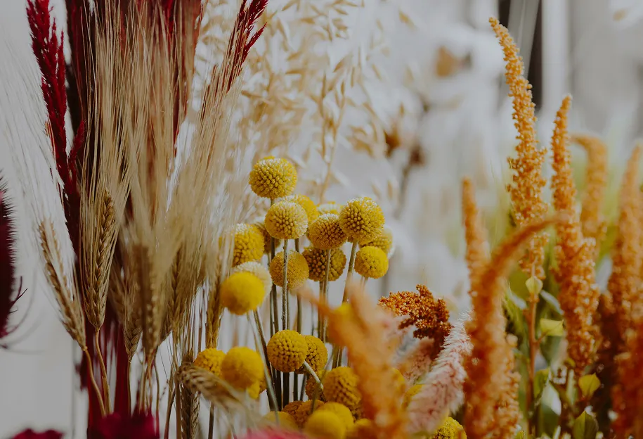 Fleurs séchées dorées, craspédias et graminées en boutique