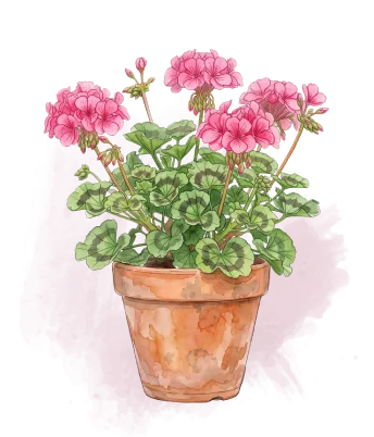 Illustration de géraniums roses dans un pot en terre cuite